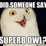 A white snowy owl with yellow eyes and a slightly open beak against a dark background. White text at the top reads DID SOMEONE SAY. White text at the bottom reads SUPERB OWL?. A quickmeme.com logo is visible in the bottom right.