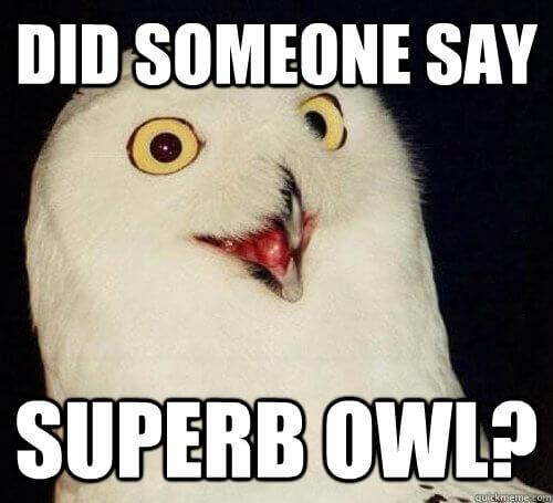 A white snowy owl with yellow eyes and a slightly open beak against a dark background. White text at the top reads DID SOMEONE SAY. White text at the bottom reads SUPERB OWL?. A quickmeme.com logo is visible in the bottom right.