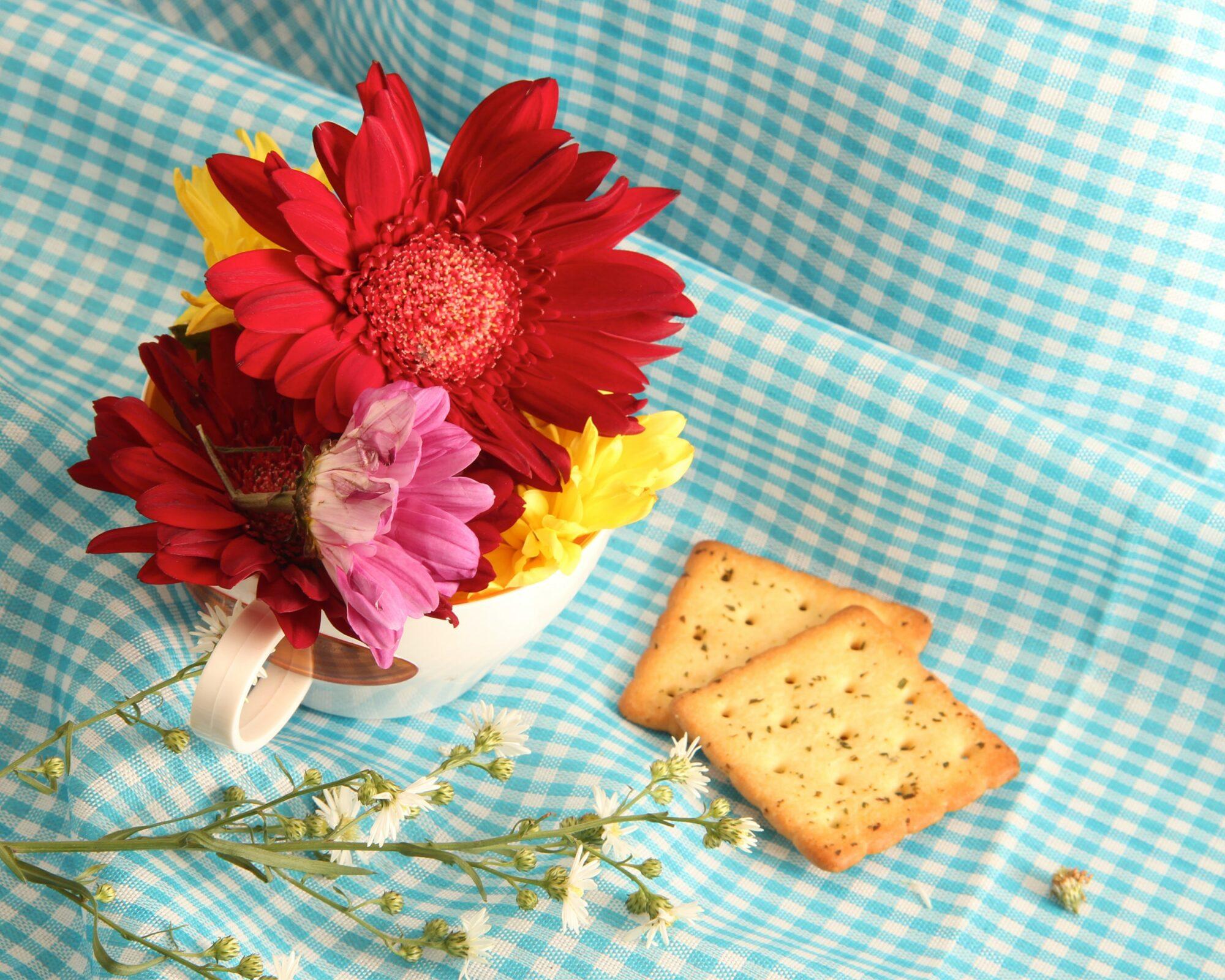 cracker on blanket